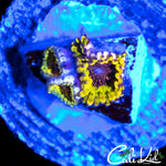 NORTHERN LIGHTS ZOA TRIPLE