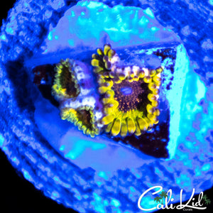 NORTHERN LIGHTS ZOA TRIPLE