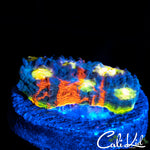 WWC JELLY BEAN CHALICE