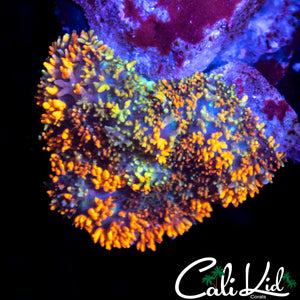 CK GUM DROP SHROOM