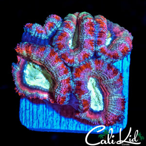 WHITE GHOST ACAN MINI COLONY