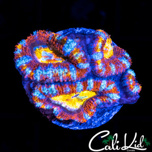 WHITE STRIPE ACAN QUAD