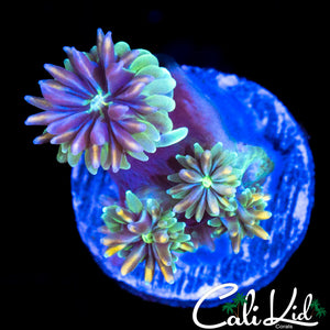 KALEIDOSCOPE GALAXIA