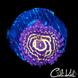 STRATOSPHERE LARGE POLYP