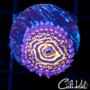 STRATOSPHERE LARGE POLYP