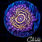 STRATOSPHERE LARGE POLYP