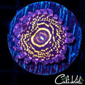 STRATOSPHERE LARGE POLYP