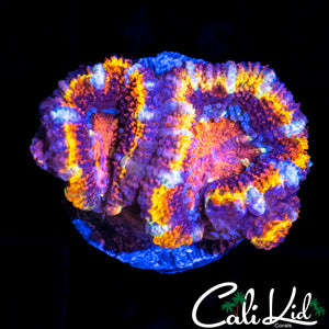 ULTRA RAINBOW ACAN DOUBLE