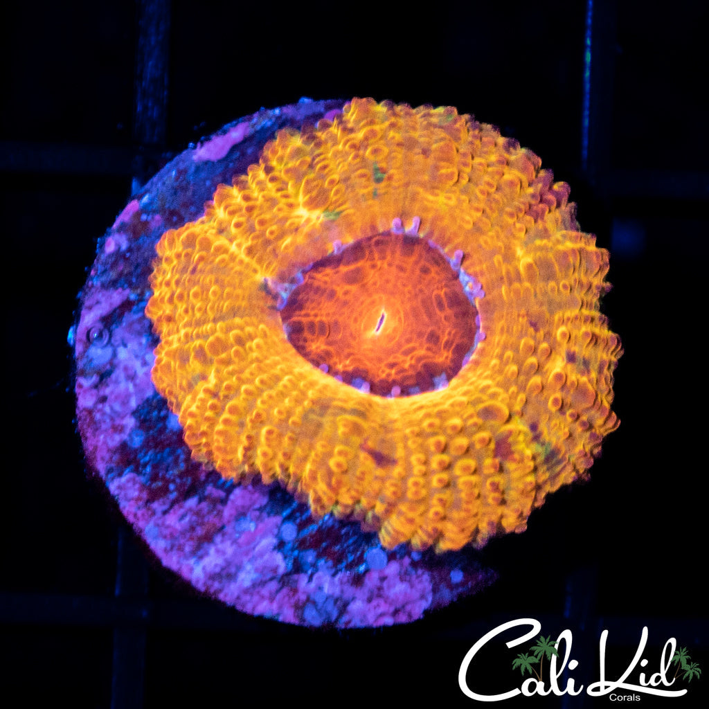 GB JAWBREAKER ACAN