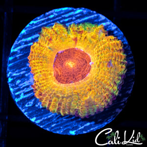 GB JAWBREAKER ACAN