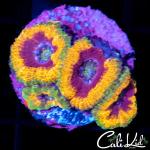 RASTA ACAN QUAD