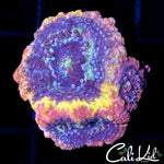 CB RAINBOW BOWER TRIPLE