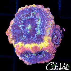 CB RAINBOW BOWER TRIPLE