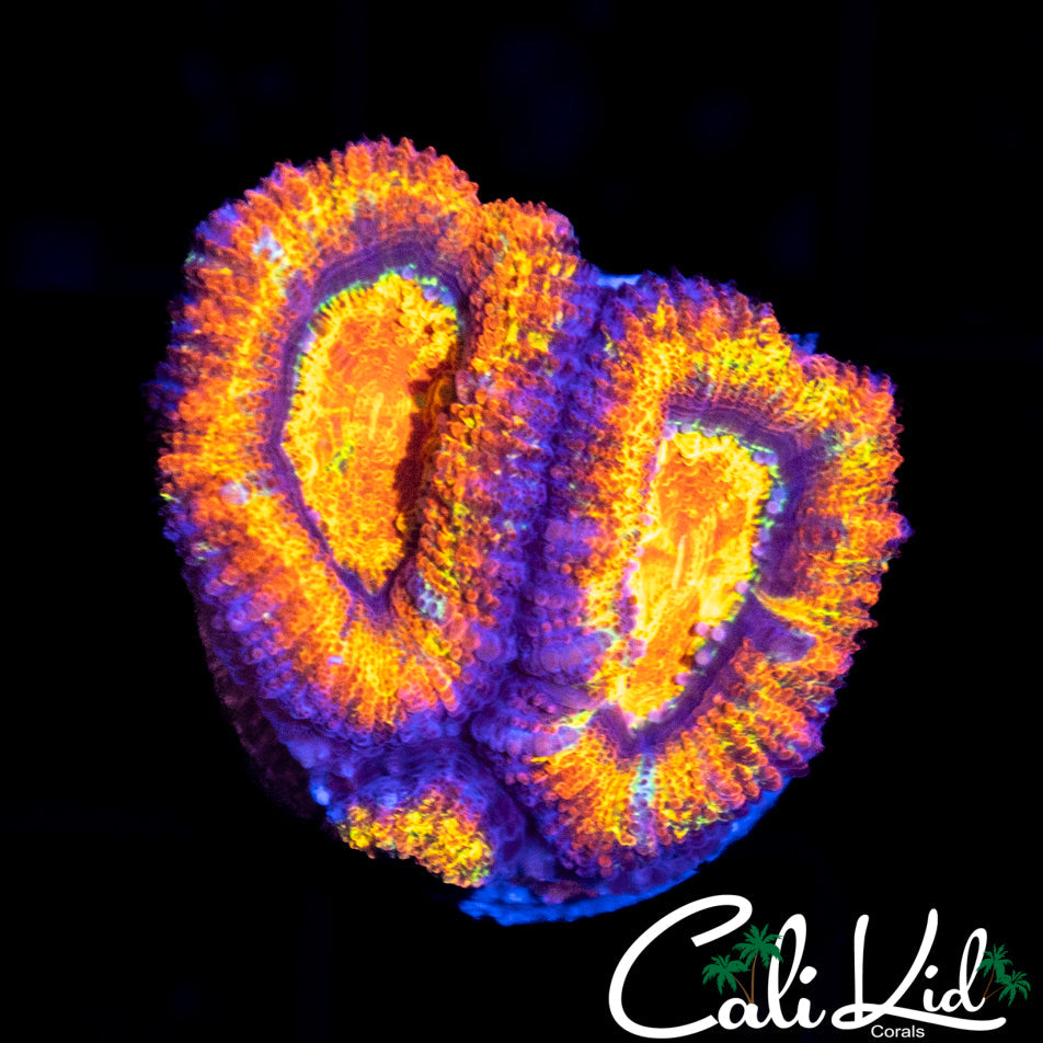 ULTRA RAINBOW ACAN DOUBLE
