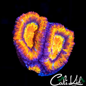 ULTRA RAINBOW ACAN DOUBLE