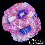 PINK PASSSION BOWER MINI COLONY