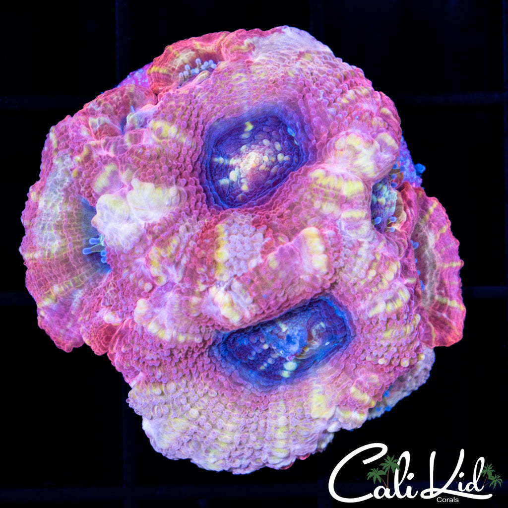 PINK PASSSION BOWER MINI COLONY