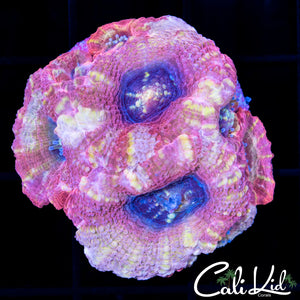 PINK PASSSION BOWER MINI COLONY