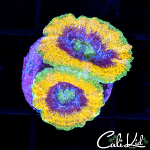 MARDI GRAS ACAN DOUBLE