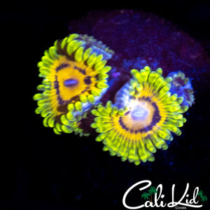 CK CAPT JAXS ZOA DOUBLE