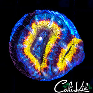 RAINBOW SWIRL ACAN DOUBLE
