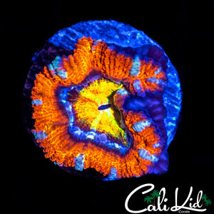 RAINBOW EYE ACAN LORD