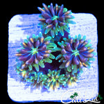 CK KALEIDOSCOPE GALAXIA