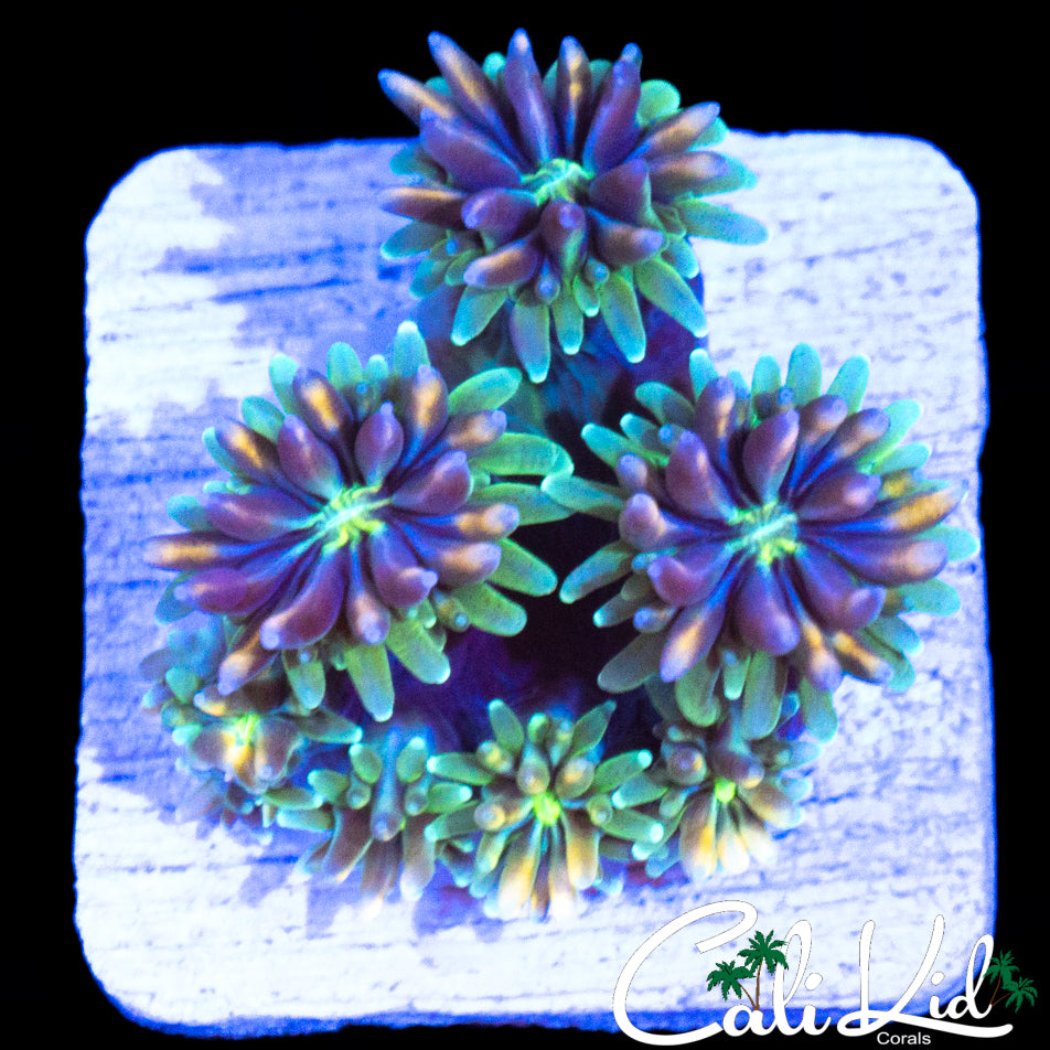 CK KALEIDOSCOPE GALAXIA