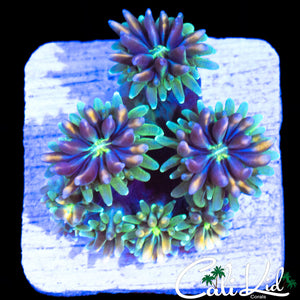 CK KALEIDOSCOPE GALAXIA
