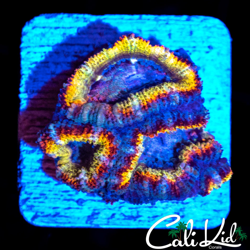 RAINBOW RINGS ACAN TRIPLE