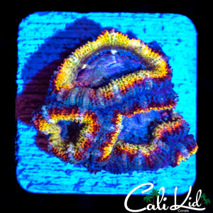 RAINBOW RINGS ACAN TRIPLE