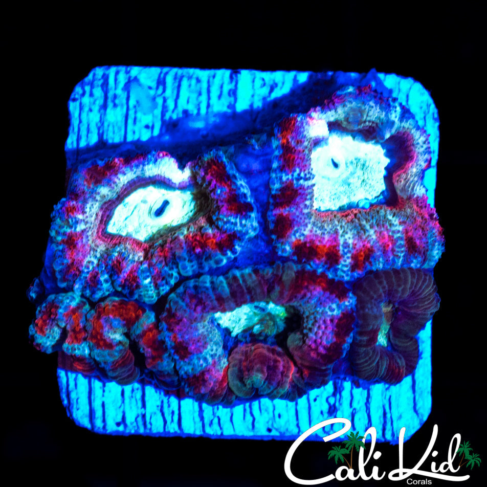 WHITE GHOST ACAN MINI COLONY