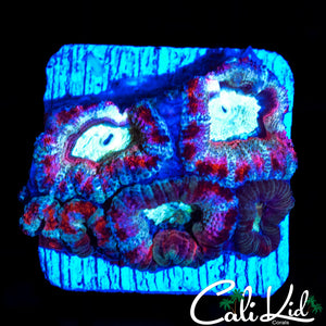 WHITE GHOST ACAN MINI COLONY