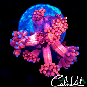 BLUE TIP GONI