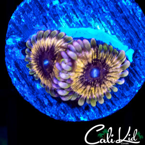 CK DIABOLICAL ZOA DOUBLE