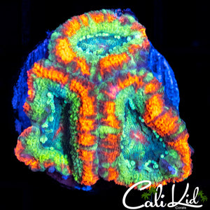 RARE ACAN TRIPLE