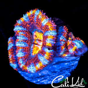ULTRA RAINBOW ACAN TRIPLE