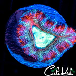 WHITE GHOST ACAN