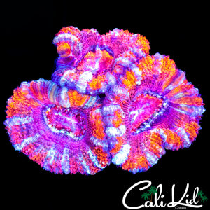 ULTRA ACAN TRIPLE