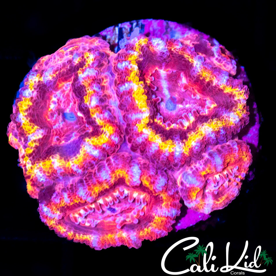 ULTRA RAINBOW ACAN QUAD