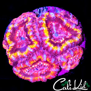 ULTRA RAINBOW ACAN QUAD