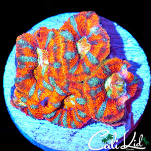 ULTRA ACAN MINI COLONY