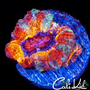 CK PENNYWISE ACAN DOUBLE