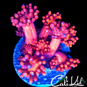 BLUE TIP GONI