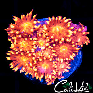 FLAMETIP GONI