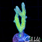 TWO TONE BIRDS NEST FRAG