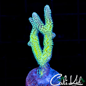 TWO TONE BIRDS NEST FRAG