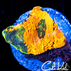 ULTRA RAINBOW ECHINATA