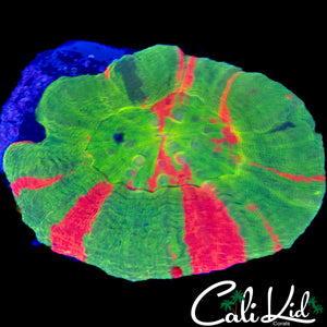 TRI COLOR SCOLY