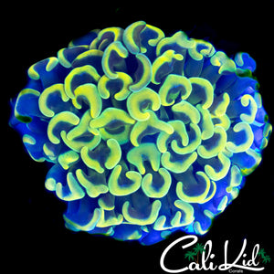 YELLOW AUSSIE HAMMER